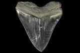 Serrated, Fossil Megalodon Tooth - Georgia #142363-2